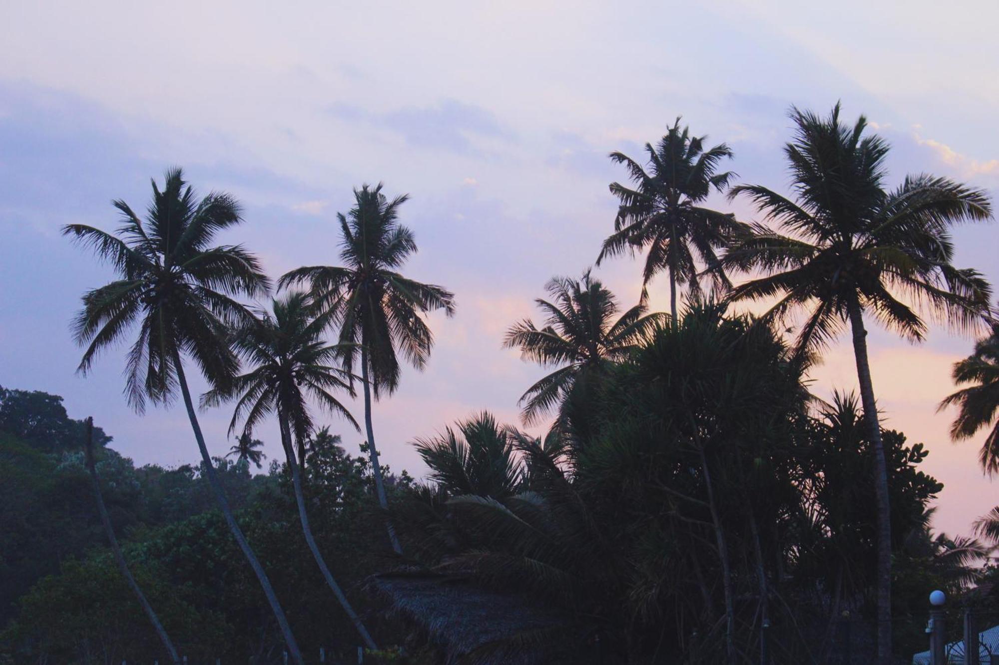 Calma - Surf, Yoga & Coffee On A Private Beach Dikwella Sur Exterior foto