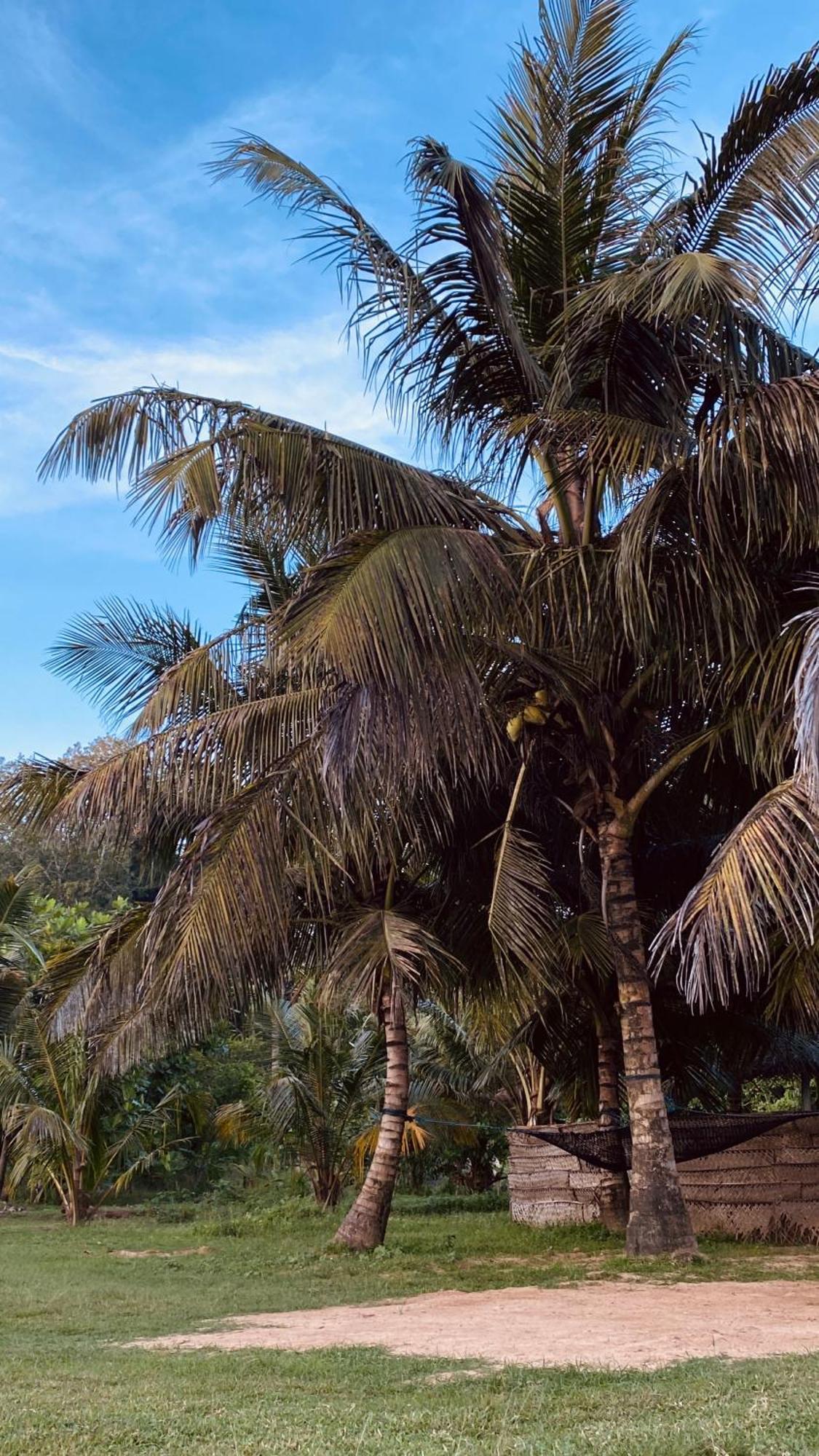 Calma - Surf, Yoga & Coffee On A Private Beach Dikwella Sur Exterior foto